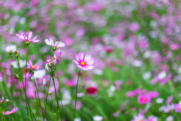 Pink flowers cosmos bloom beautifully in the garden.