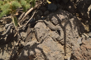 Pretty Lizard With An Endless Tail In The Caldera De Taburiente National Park. Travel, Nature, Holidays, Geology.11 July 2015. Isla De La Palma Canary Islands Spain.