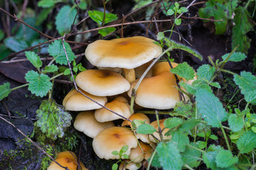 Cluster of mushrooms deep in the forest, California