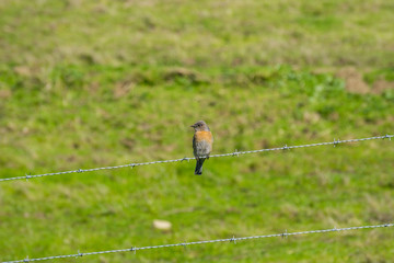 Friendly western bluebird sitting on a wire, California