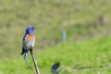 Friendly western male bluebird, California