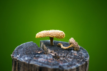 mushroom, forest, nature