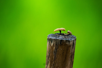 nature, green, insect