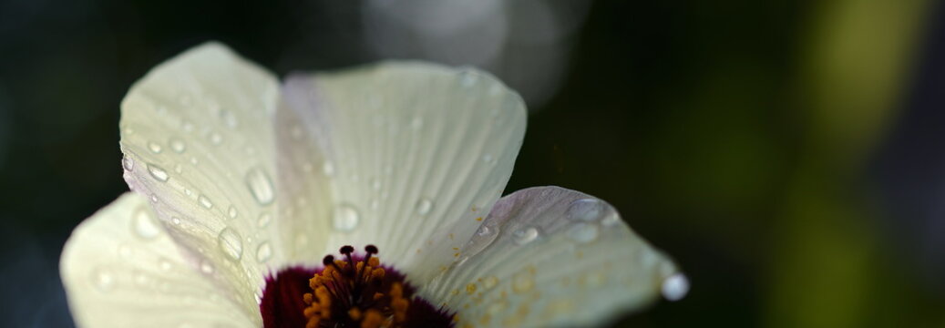 retro WEB BANNER Ostern weiße Blume vor dunklem Hintergrund