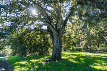Large oak tree providing shade, Garland Ranch Regional Park, Carmel Valley, Monterey Peninsula,...