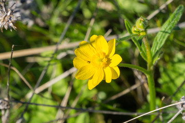Close up of California Buttercup (Ranunculus californicus) wildflower, selective focus