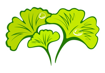 Sketch poster with branch green ginkgo biloba for medical design. Japanese herbal medicine. Ginkgo biloba leaf isolated vector illustration.