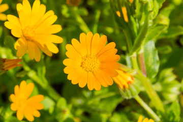 Macro of orange Calendula (Calendula arvensis) wildflower, California