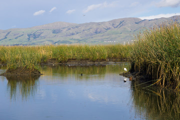 View towards Mission Peak; waterways at; Don Edwards Wildlife Refuge, south San Francisco bay,...