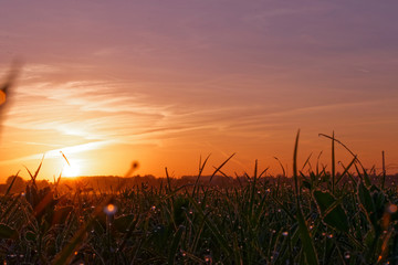 An amazing sunrise with waterdrops on grass