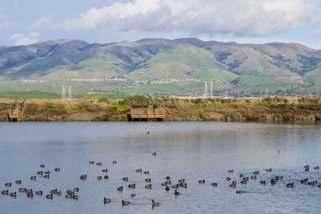 View towards Monument Peak; coots swimming on a salt pond; Don Edwards Wildlife Refuge, south San Francisco bay, Alviso, San Jose, California