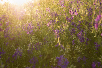 Sunset over a violet field wild flowers