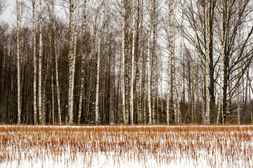 winter forest in snow storm