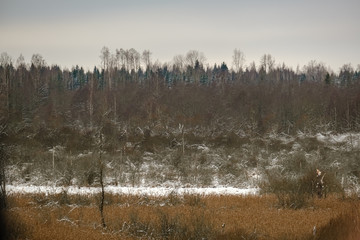 winter forest in snow storm