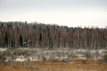 winter forest in snow storm