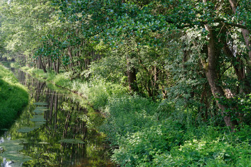 Fototapeta premium Wasserlauf durch Roterlen-Bruchwald (Alnus glutinosa)