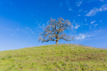 Obraz premium A lonely valley oak tree on top of a hill, Coyote Lake - Harvey Bear Park, Morgan Hill, California