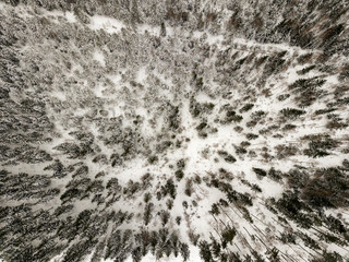 snowy trees in forest seen from above