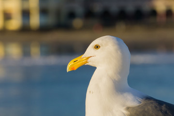 Close up of California Gull, blurred building in the background, Santa Cruz wharf, California