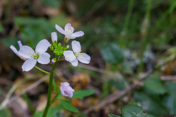 Milkmaid (Cardamine californica) flowers blooming in winter in a forest, California