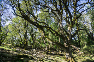 Fototapeta premium Valley oak branches in winter, California