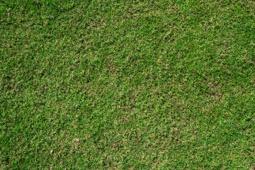 green grass ground texture background in fresh spring.