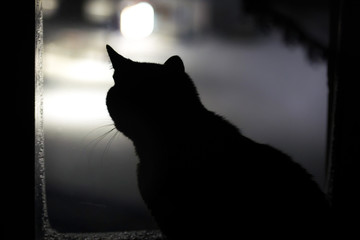 black silhouette of a cat on the window