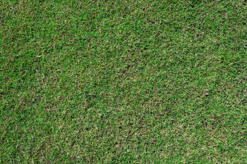 green grass ground texture background in fresh spring.