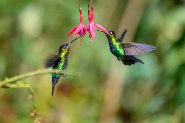 Blue hummingbird Violet Sabrewing flying next to beautiful red flower. Tinny bird fly in jungle. Wildlife in tropic Costa Rica. Two bird sucking nectar from bloom in the forest. Bird behaviour