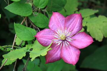Pink clematis