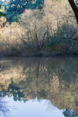 Forest reflected in a calm pond, San Francisco bay area, California