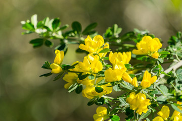 Scotch Broom; English Broom; Common Broom (Cytisus scoparius, Sarothamnus scoparius) blooming, California