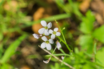 Milkmaid (Cardamine californica) flowers blooming in winter in a forest, California
