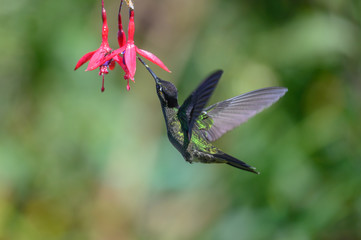Blue hummingbird Violet Sabrewing flying next to beautiful red flower. Tinny bird fly in jungle. Wildlife in tropic Costa Rica. Two bird sucking nectar from bloom in the forest. Bird behaviour