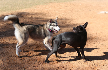 Husky playing in dog park