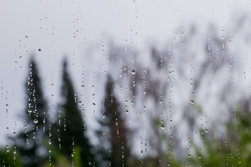 Obraz premium Drops of rain on the window, blurred trees in the background