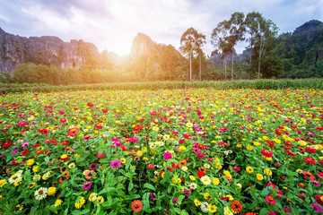 Common Zinnia (elegant zinnia) beautifully in the garden with mountains in Noen Maprang Phitsaunlok, Thailand.