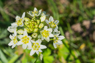Star Lily (Toxicoscordion fremontii), known also as Frémont's deathcamas or star zigadene, found in California, southern Oregon, and northern Baja California