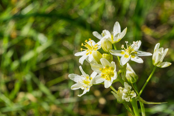 Star Lily (Toxicoscordion fremontii), known also as Frémont's deathcamas or star zigadene, found in California, southern Oregon, and northern Baja California
