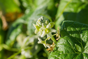 Close up of California Manroot or Bigroot (Marah fabaceus) flowers, California