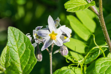 Forked Nightshade (Solanum furcatum) native to South America, introduced in California