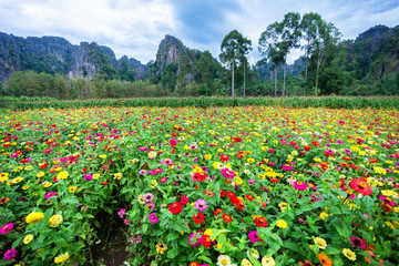 Common Zinnia (elegant zinnia) beautifully in the garden with mountains in Noen Maprang Phitsaunlok, Thailand.