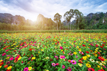Common Zinnia (elegant zinnia) beautifully in the garden with mountains in Noen Maprang Phitsaunlok, Thailand.