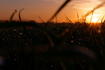 An amazing sunrise with waterdrops on grass