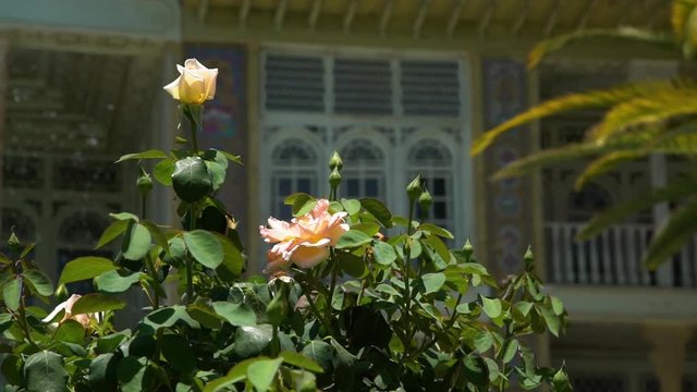 Close up of a rose bush in front of a fancy ornate mosaic building with white arched windows and water sprinkling