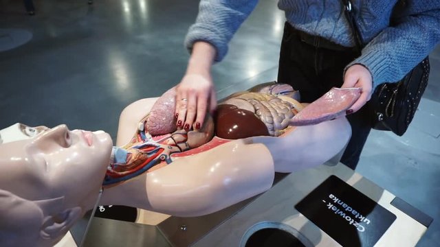 Female exploring human body organs on the dummy. She is trying to solve the puzzle and find out how the lungs and other organs live in creatures