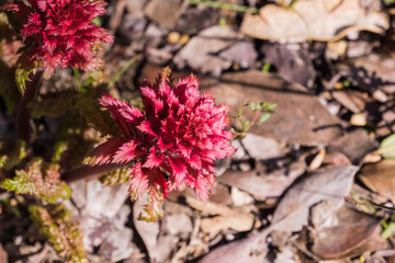 Close up of Indian Warrior (Pedicularis densiflora) plant, California