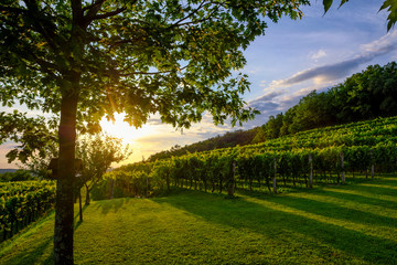 Fototapeta premium Beautiful sunset at the vineyard in Slovenia.