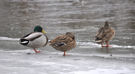 Wild ducks on the frozen river bank