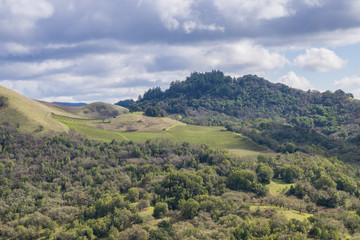 Fototapeta na wymiar Vineyards on the hills of Sonoma County, California